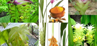 Tinh bột nghệ vàng – Một thứ thuốc thánh được thiên nhiên ban tặng