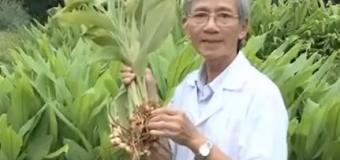 Tác dụng của tinh bột nghệ theo ý kiến của các Giáo sư-Tiến sĩ Viện Dược liệu