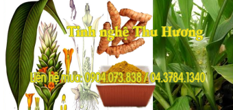 Nghệ vàng và tác dụng của tinh bột nghệ