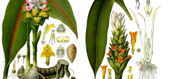 Đau dạ dày dùng nghệ đen hay nghệ vàng?