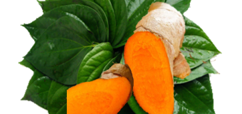 Ho khan điều trị bằng tinh bột nghệ vàng có tốt không?