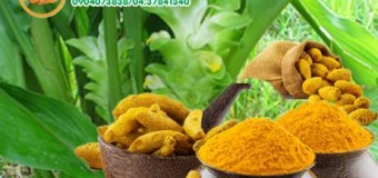 Nghệ vàng vị thuốc chữa bệnh theo y học phương Đông