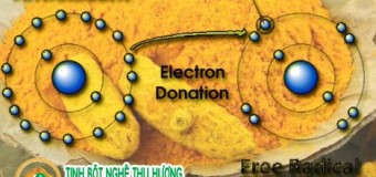 Tác dụng của nghệ vàng đối với sức khỏe đã được chứng minh: chống oxy hóa [Phần 2]