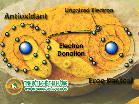 Nghệ vàng, chất chống oxy hóa, gốc tự do, chống oxy hóa, oxy hóa, curcumin, bệnh mạn tính, nghe vang, tinh bột nghệ, tinh bot nghe