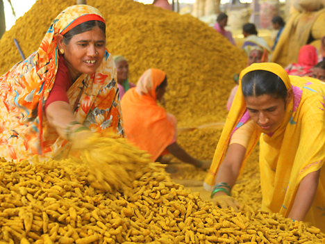 Cách làm bột nghệ, bột nghệ, Ấn Độ, củ nghệ, nghệ vàng, tinh bột nghệ, bot nghe, nghe vang,