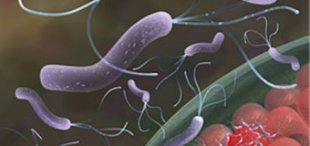 Nghệ vàng kháng khuẩn mạnh mẽ