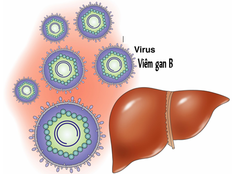 Viêm gan B, tinh bột nghệ, virus, virus viêm gan B, ung thư gan, tình dục, viem gan B, viem gan