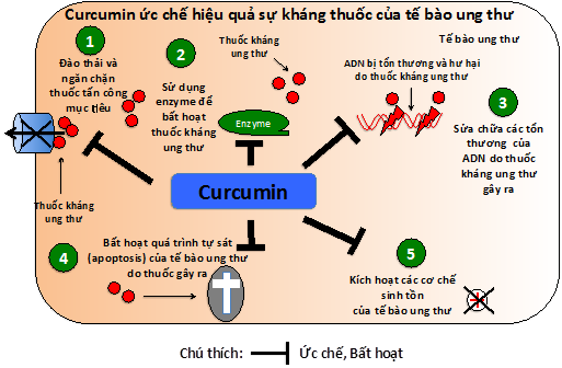 Curcumin, ung thư, nghệ vàng, tế bào ung thư, tinh bột nghệ, bột nghệ Ung thu