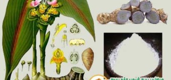 Nghệ đen, công dụng của nghệ đen trong hoạt huyết, giảm đau