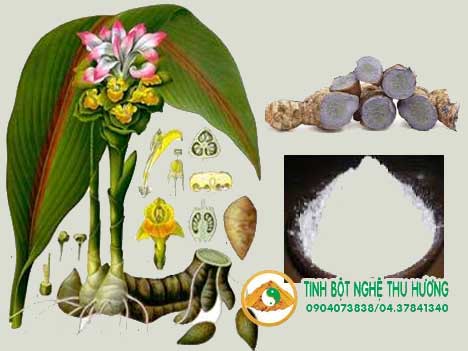 nghệ đen, Công dụng của nghệ đen, giảm đau, tinh bột nghệ, nghe den, bột nghệ, tinh bot nghe, 