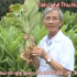 Các Viện sĩ Viên Dược liệu nói về Nghệ vàng và công dụng chữa bệnh của tinh nghệ vàng