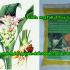 Nghệ vàng, bột nghệ, tinh bột nghệ, tác dụng của tinh bột nghệ, curcumin, tac dung cua tinh bot nghe