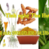 Nghệ vàng, bột nghệ, tinh bột nghệ, tác dụng của tinh bột nghệ, curcumin, tac dung cua tinh bot nghe