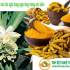 Tinh bột nghệ, nghệ vàng, curcumin, sức khỏe, món ăn, Bổ sung, tinh bot nghe, nghe vang, mon an