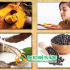 tinh bột nghệ, chất béo, sức khỏe, hấp thu, curcumin