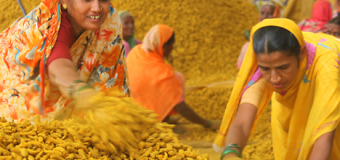 Cách làm bột nghệ vàng theo cách của người Ấn Độ