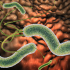 Vi khuẩn H.pylori, vi khuẩn, H.pylori, đau dạ dày, dạ dày, nghệ vàng, ung thư, dau da day, nghe vang, tinh bột nghệ, tinh bot nghe, bột nghệ, bot nghe